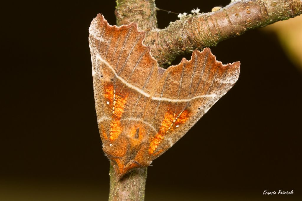 Scoliopteryx libatrix (Erebidae)